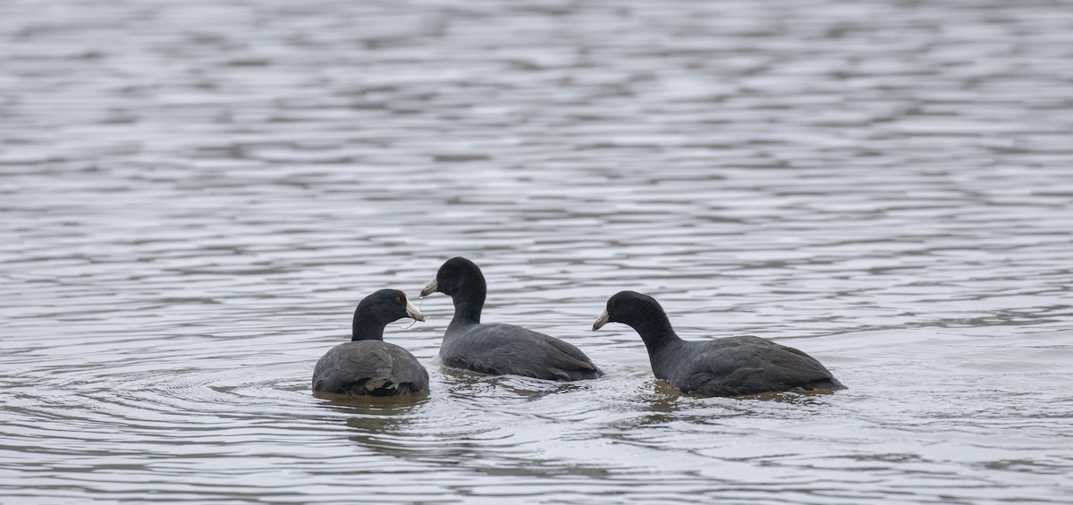 American Coot - ML313245761