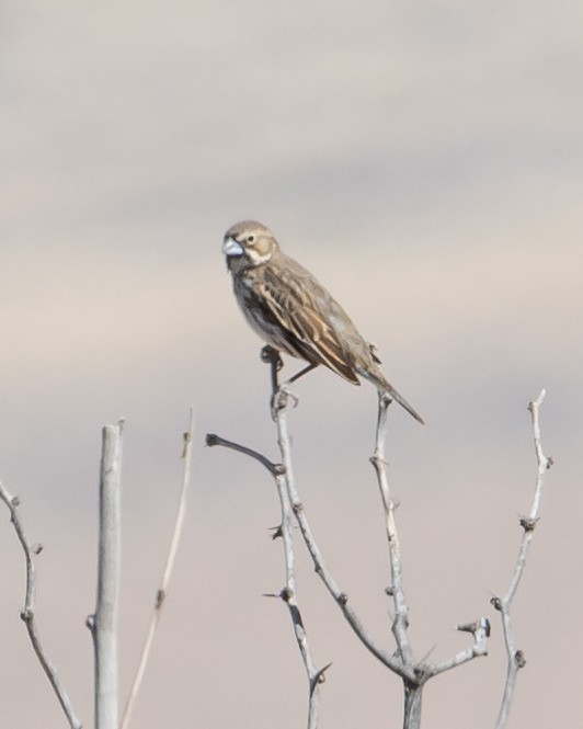 Lark Bunting - ML313249901