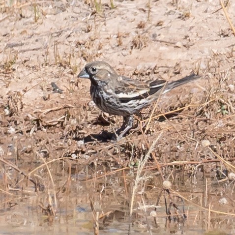 Chingolo Albinegro - ML313249921