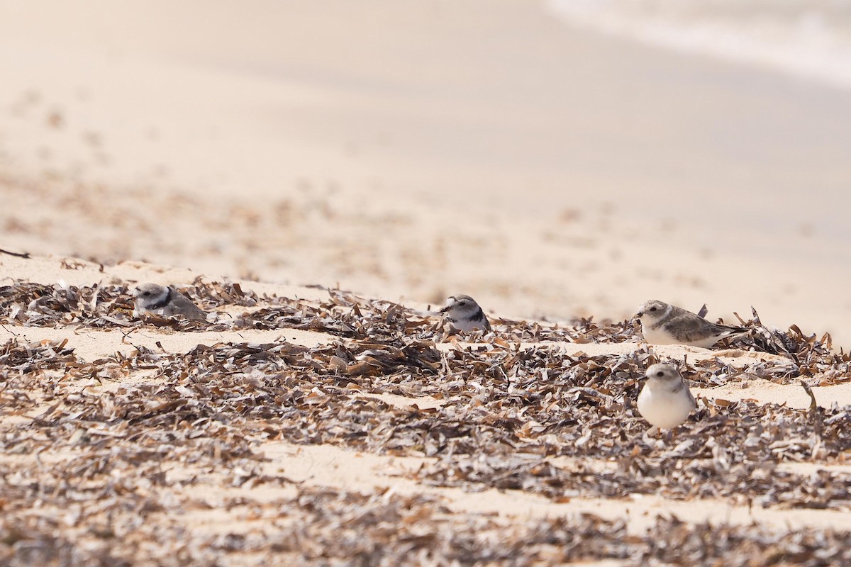 Piping Plover - ML313251911