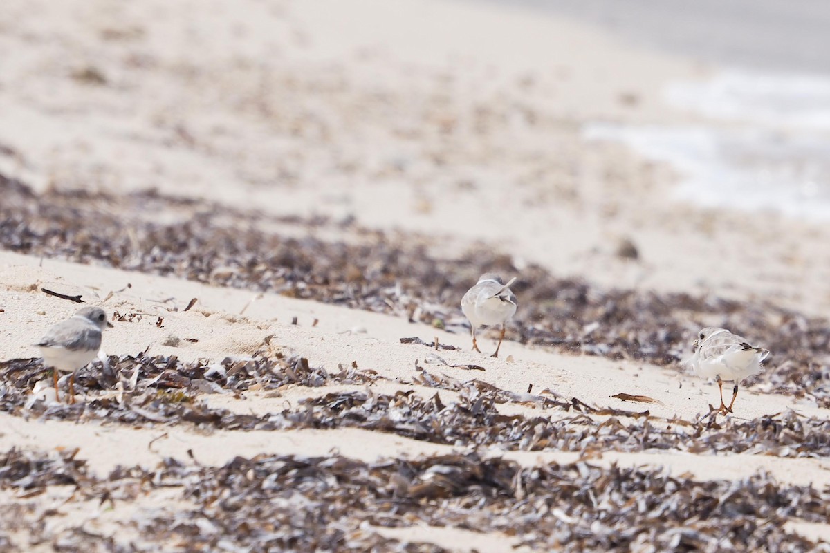Piping Plover - ML313252001