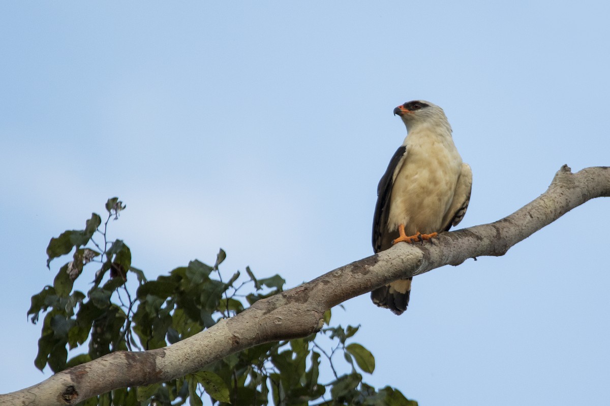 Black-faced Hawk - ML313254011