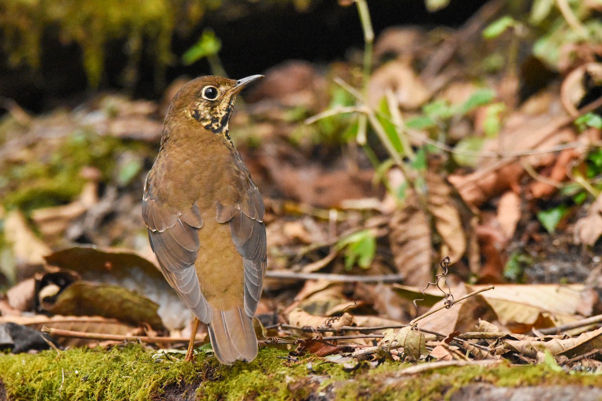 Alpine Thrush - ML313258831