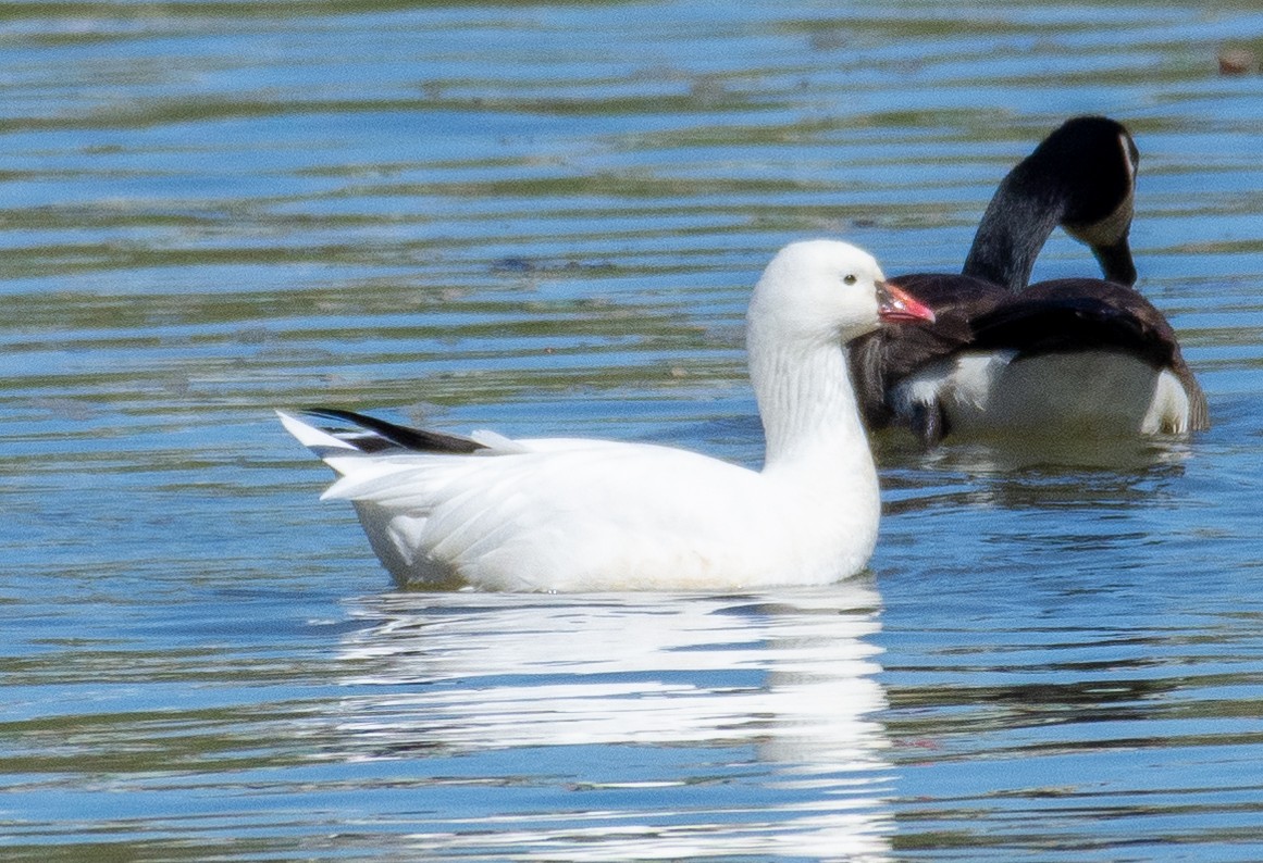 Ross's Goose - ML313263071