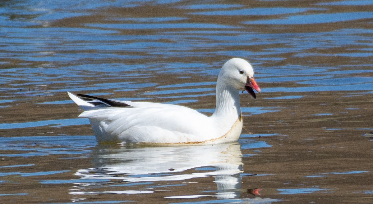 Ross's Goose - ML313263911