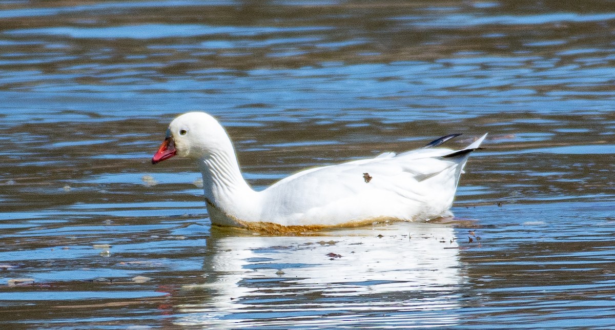 Ross's Goose - ML313264111