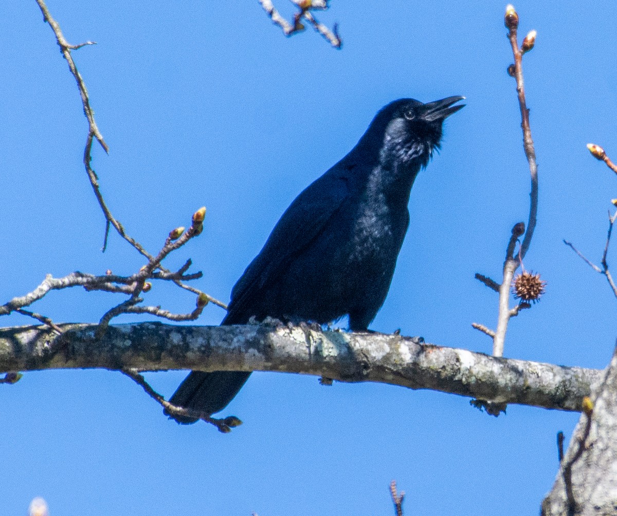 Fish Crow - Eric Bodker