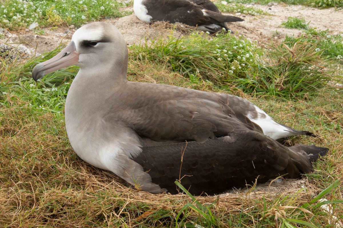 Laysan x Black-footed Albatross (hybrid) - ML313264461