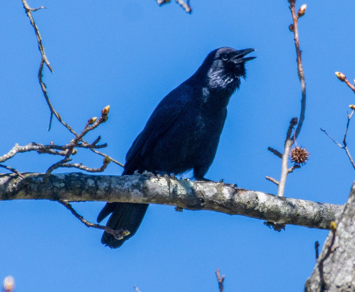 Fish Crow - ML313264511