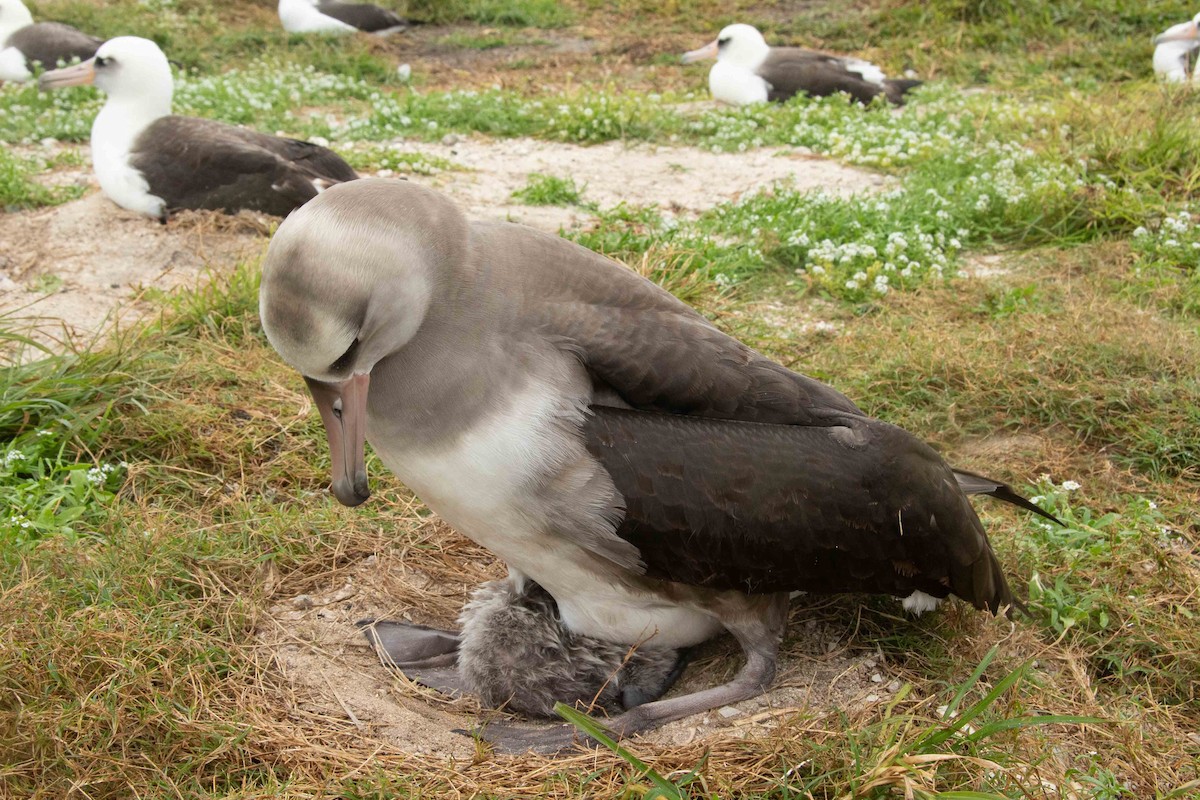 Laysan x Black-footed Albatross (hybrid) - ML313264521