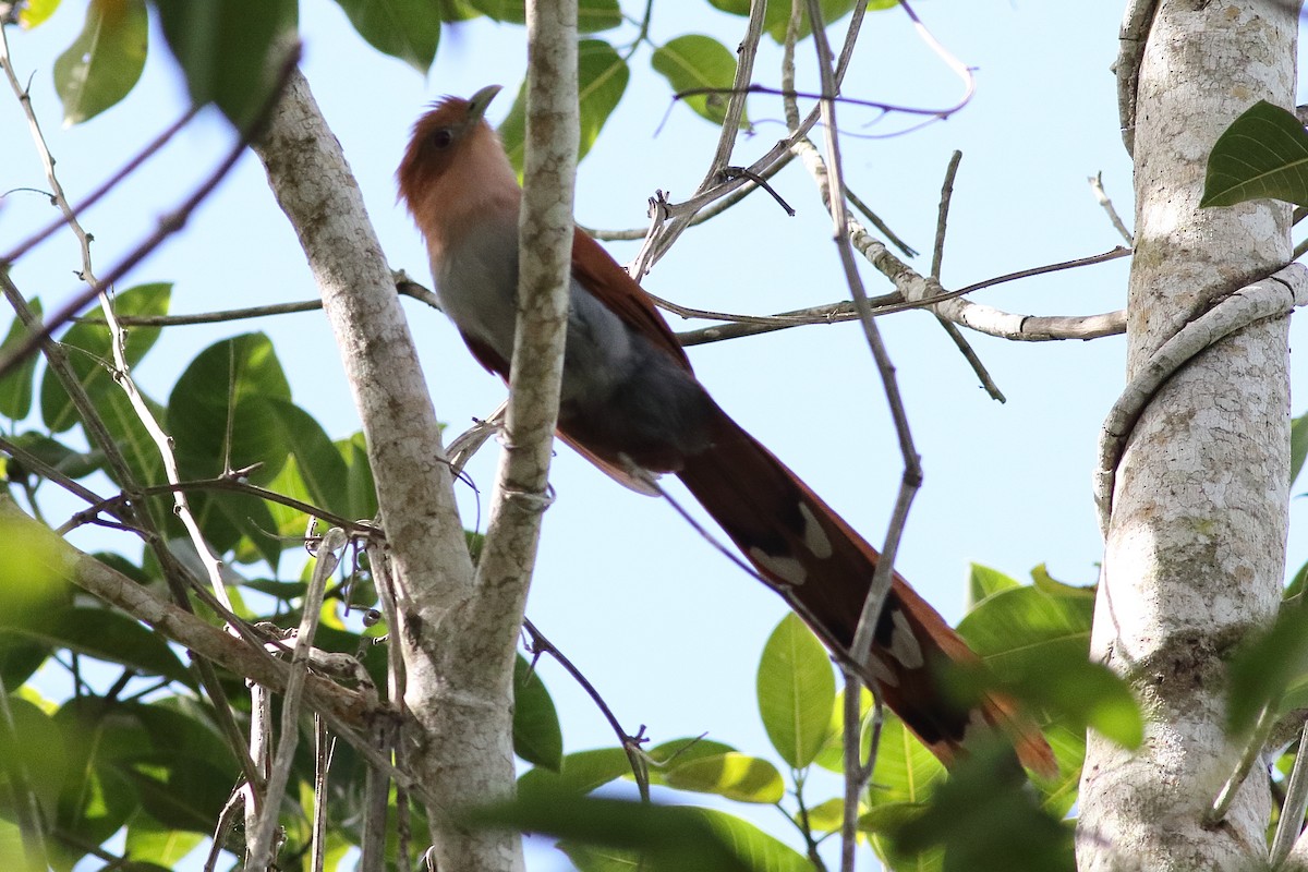 Squirrel Cuckoo (West Mexico) - ML313265231