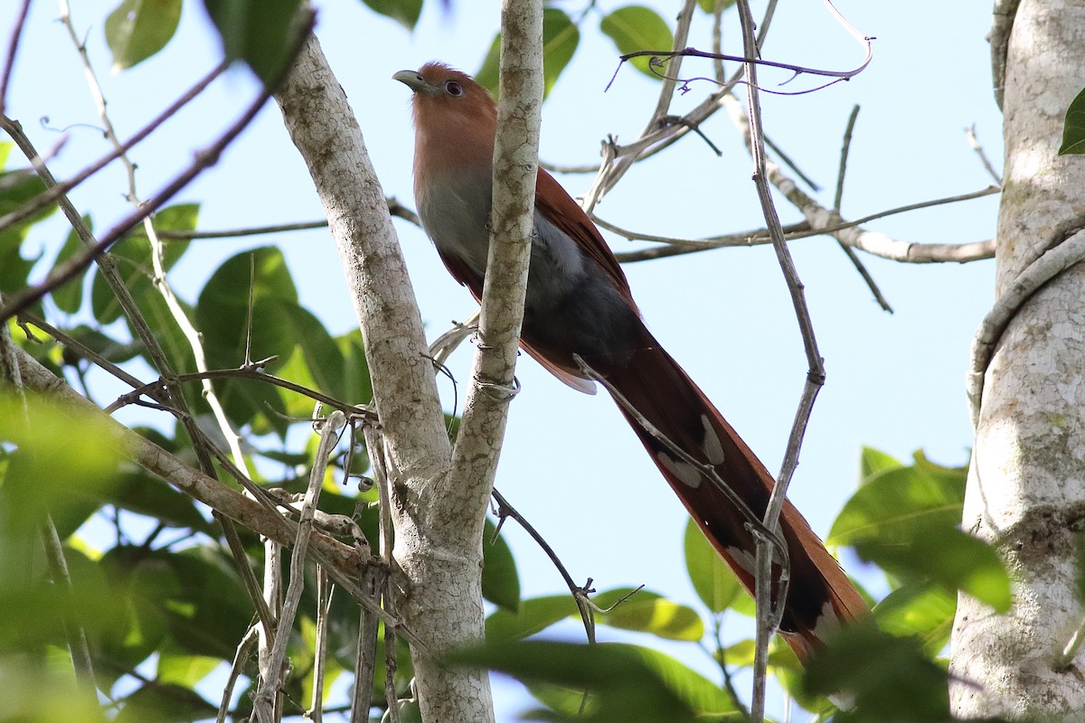 Squirrel Cuckoo (West Mexico) - ML313265241