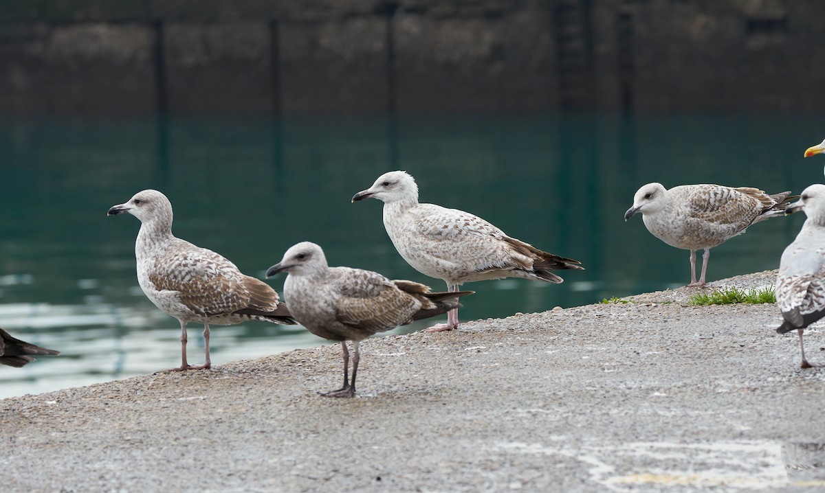 Herring Gull - Daniel López-Velasco | Ornis Birding Expeditions