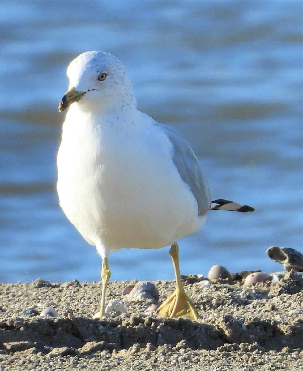 Ring-billed Gull - Paul Zimmermann