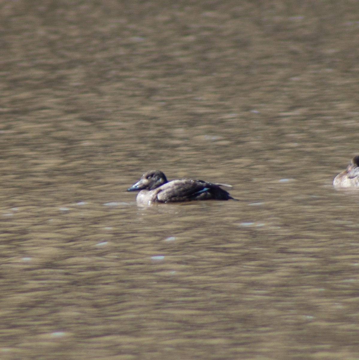 White-winged Scoter - ML313271491