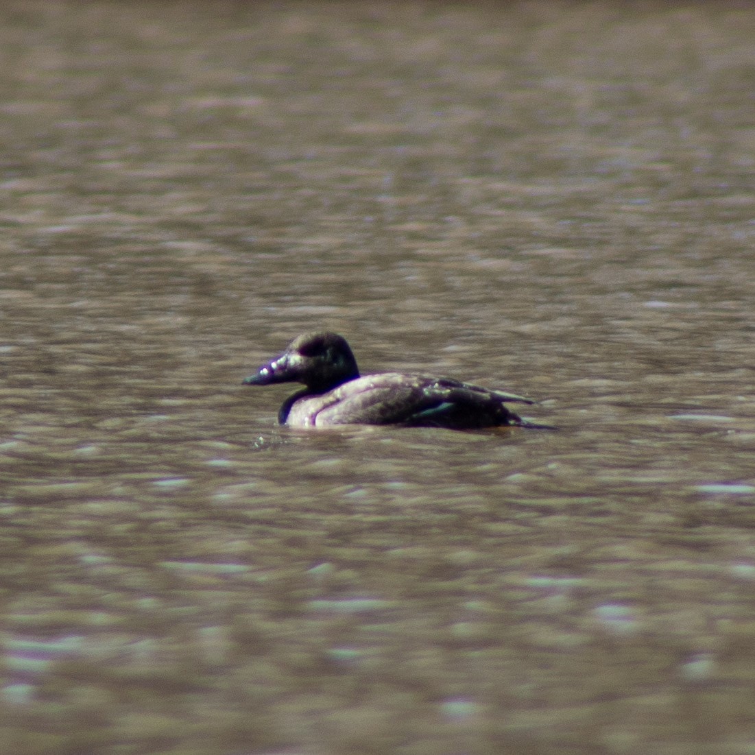 White-winged Scoter - ML313271501
