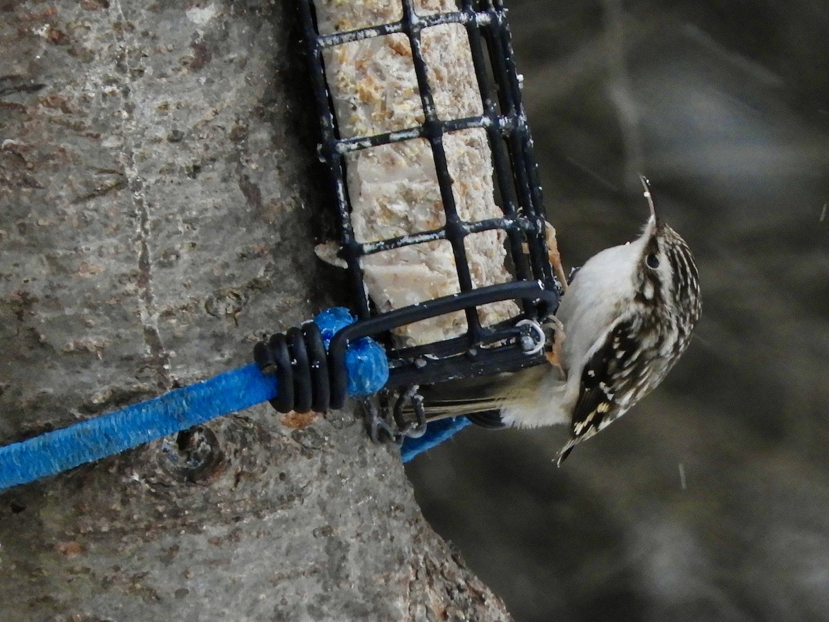 Brown Creeper - ML313273441