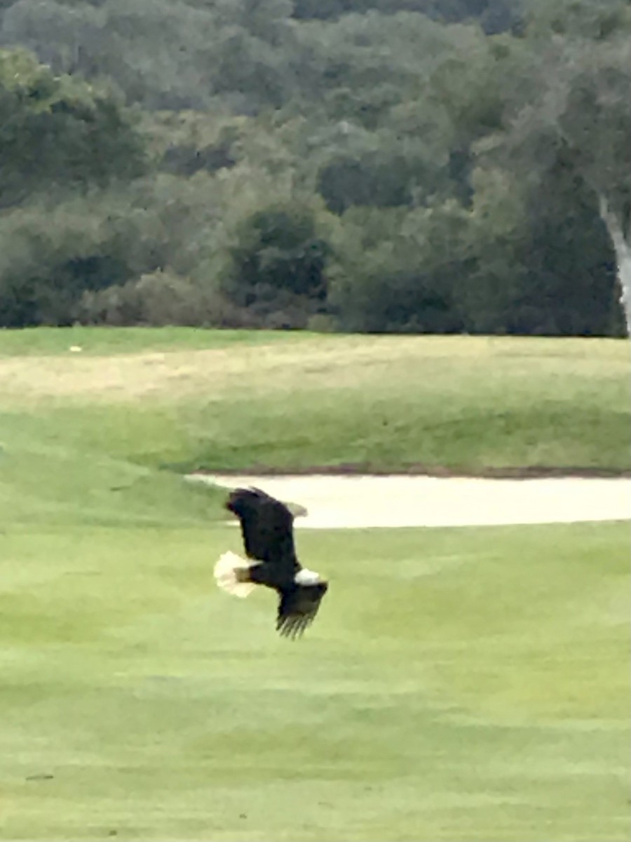 Bald Eagle - ML313274001