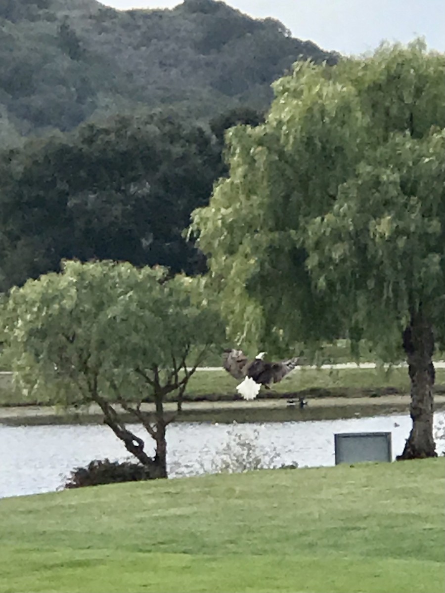 Bald Eagle - ML313274031