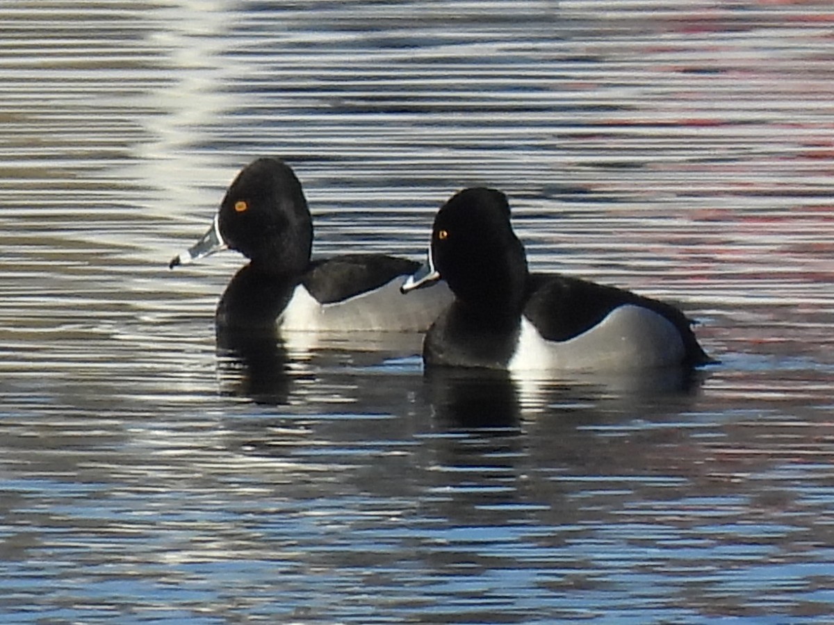 Ring-necked Duck - Jay Wriedt