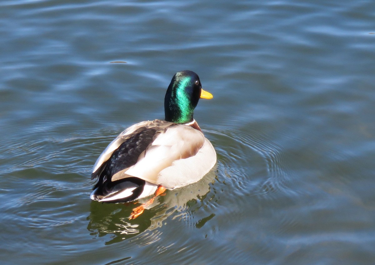 Canard colvert - ML313276821