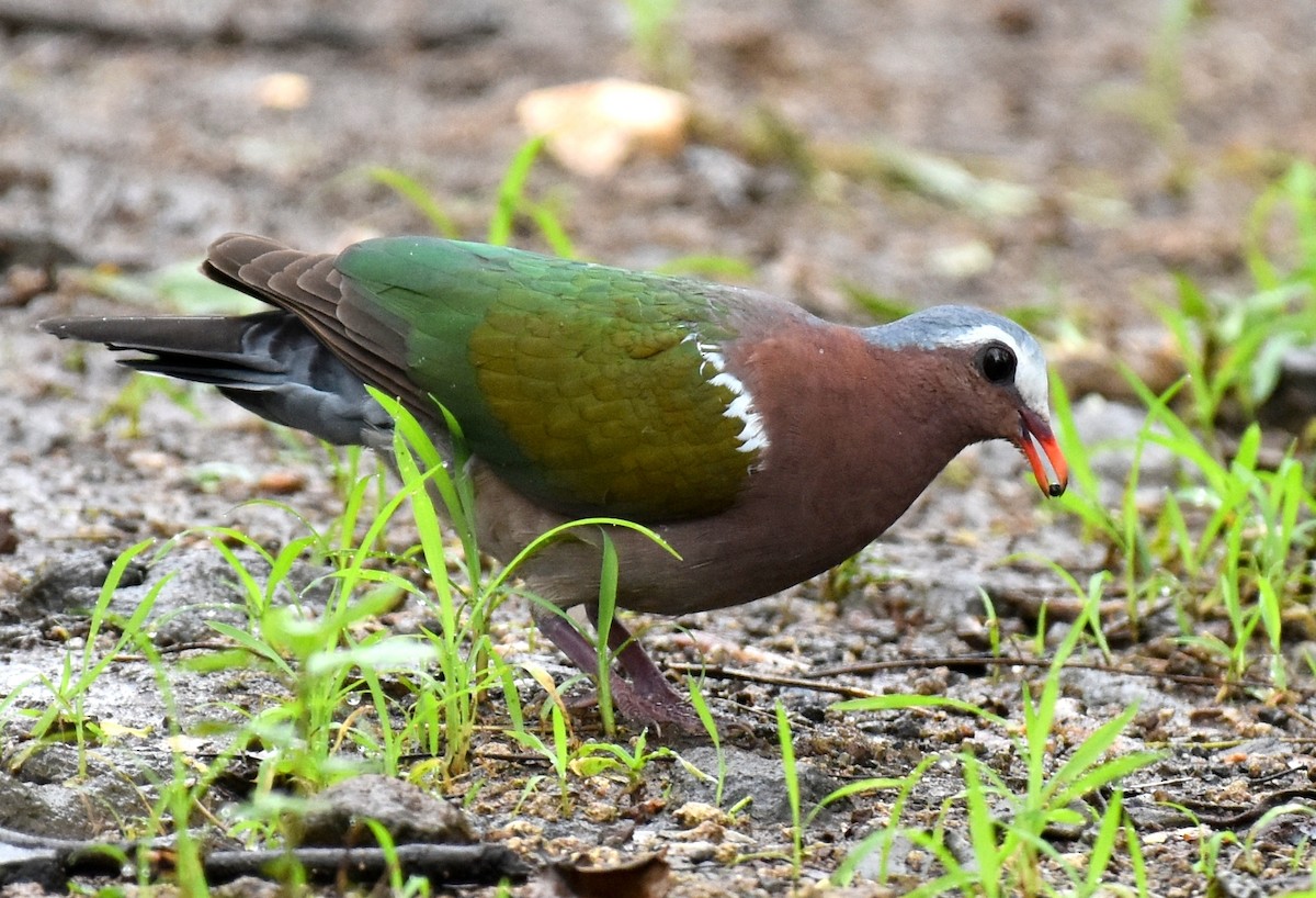 Asian Emerald Dove - Dr Sumit Chakrabarti
