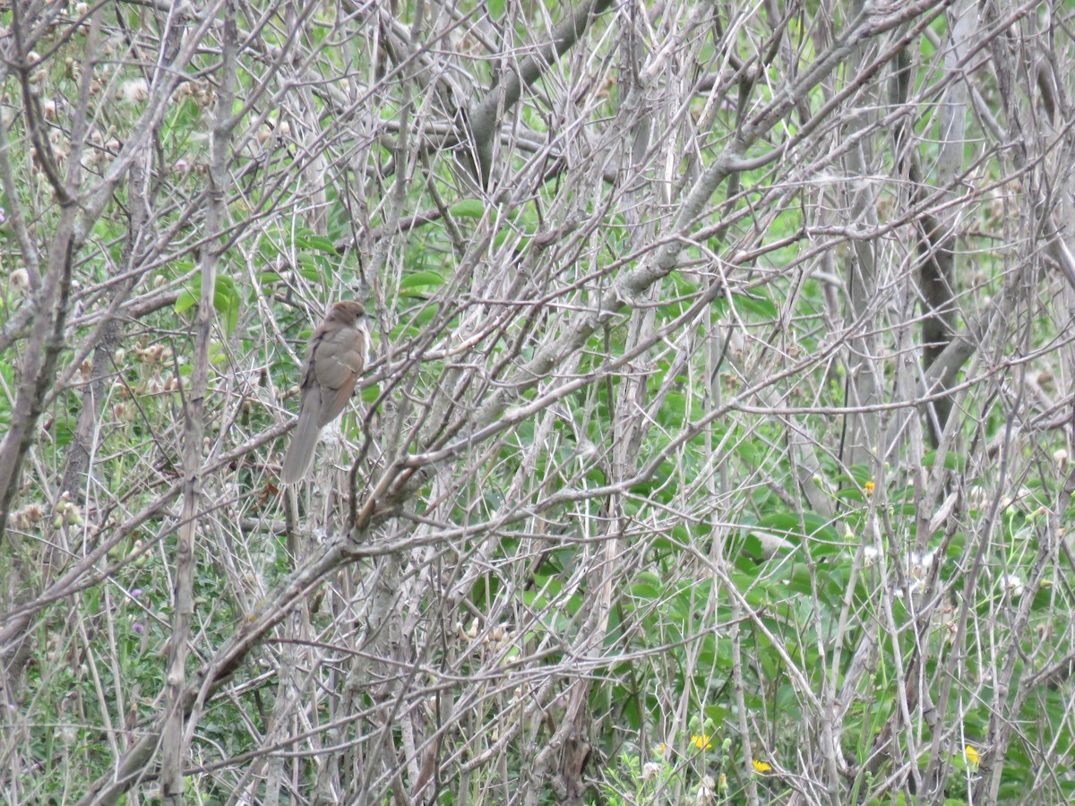 Black-billed Cuckoo - ML31327881