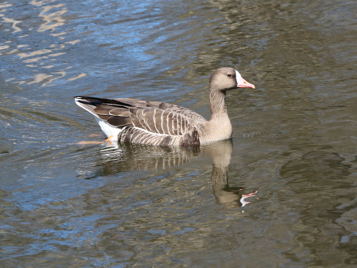 Greater White-fronted Goose - ML313279021