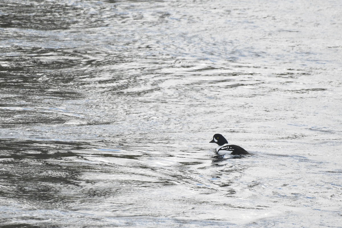 Barrow's Goldeneye - Monica Siebert