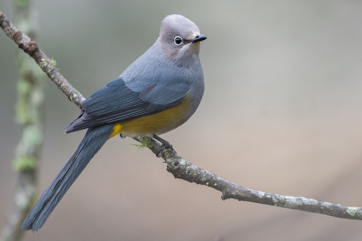 Gray Silky-flycatcher - Juan Miguel Artigas Azas