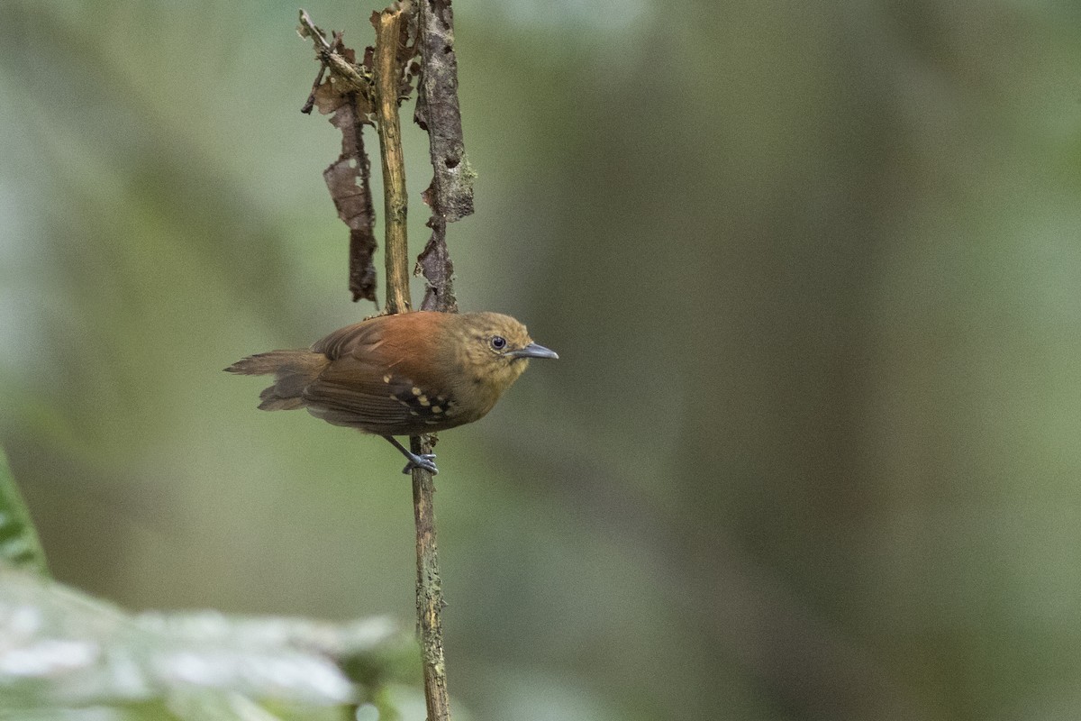 Rufous-backed Stipplethroat (Rio Negro) - Luiz Matos