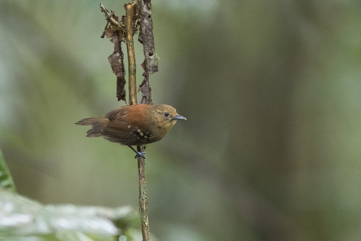 Napoameisenschlüpfer (pyrrhonota) - ML313281431