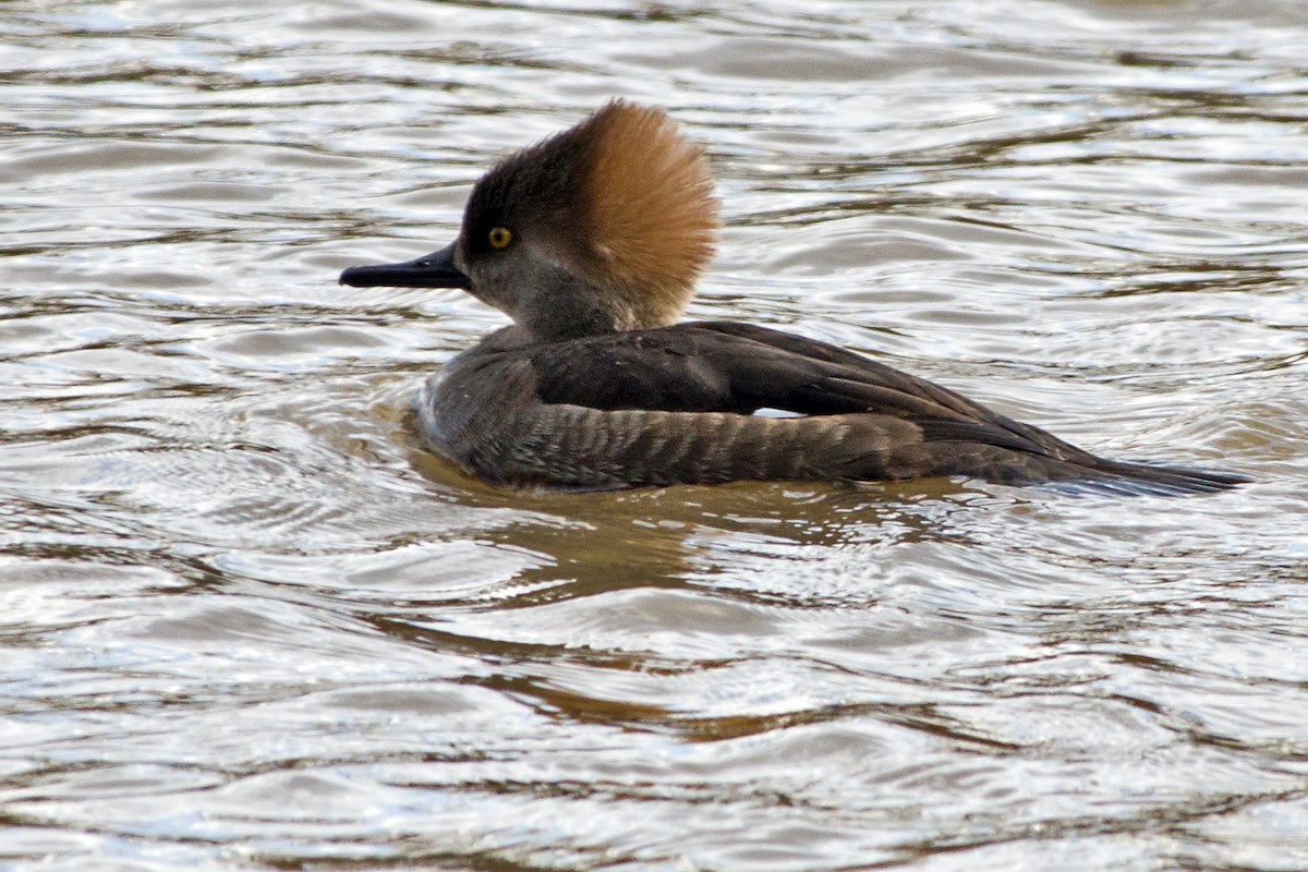 Hooded Merganser - ML313282671