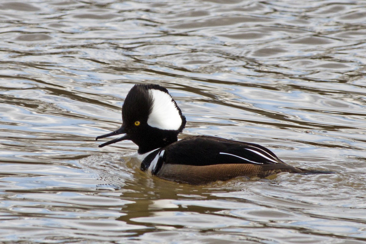 Hooded Merganser - ML313282681