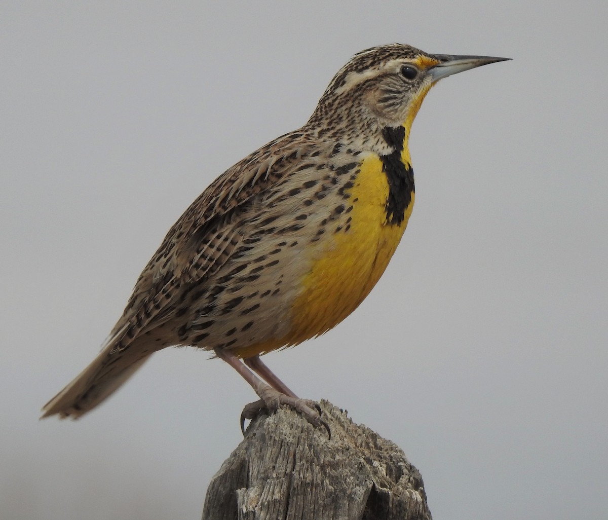 Western Meadowlark - ML313282901