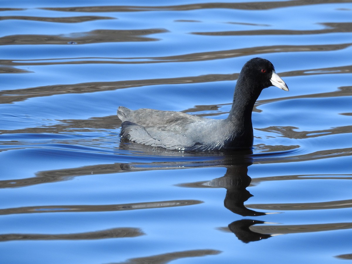 American Coot - Victoria  Sindlinger