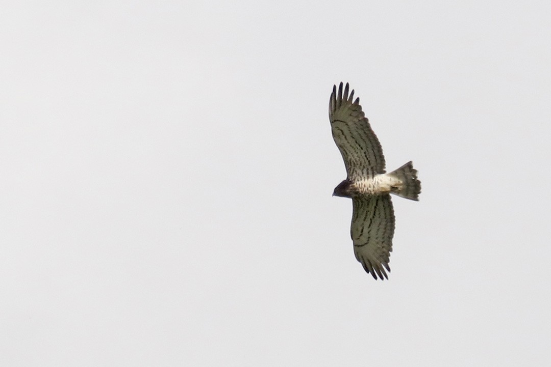 Short-toed Snake-Eagle - Francisco Barroqueiro