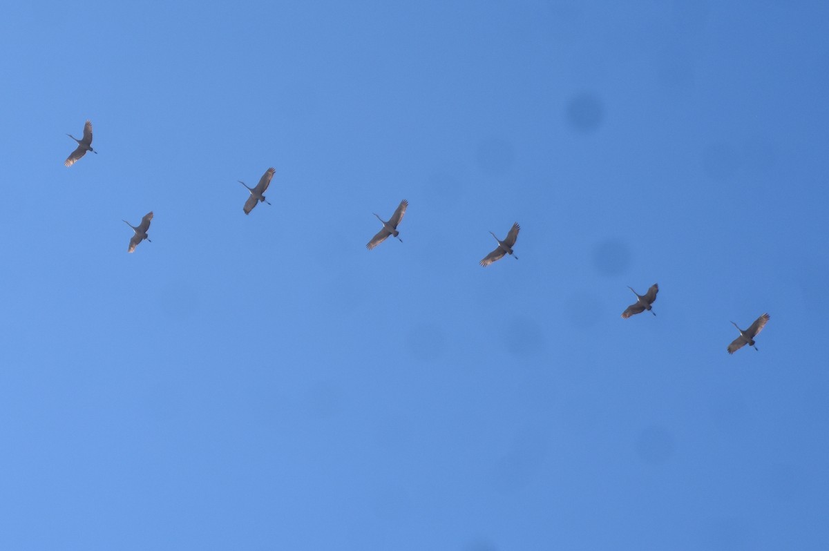 Sandhill Crane - ML313285851