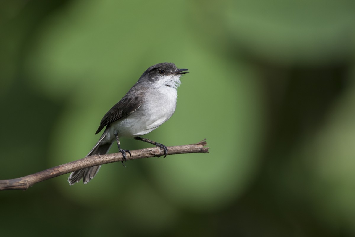 River Tyrannulet - ML313286301