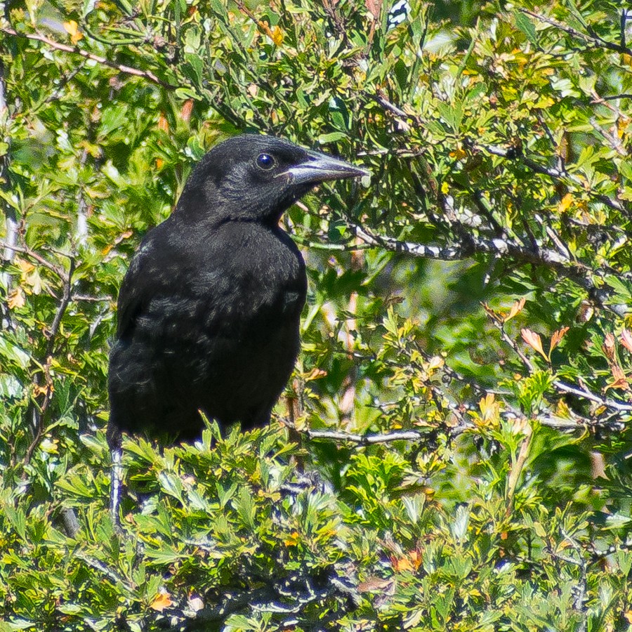 Austral Blackbird - ML313286771