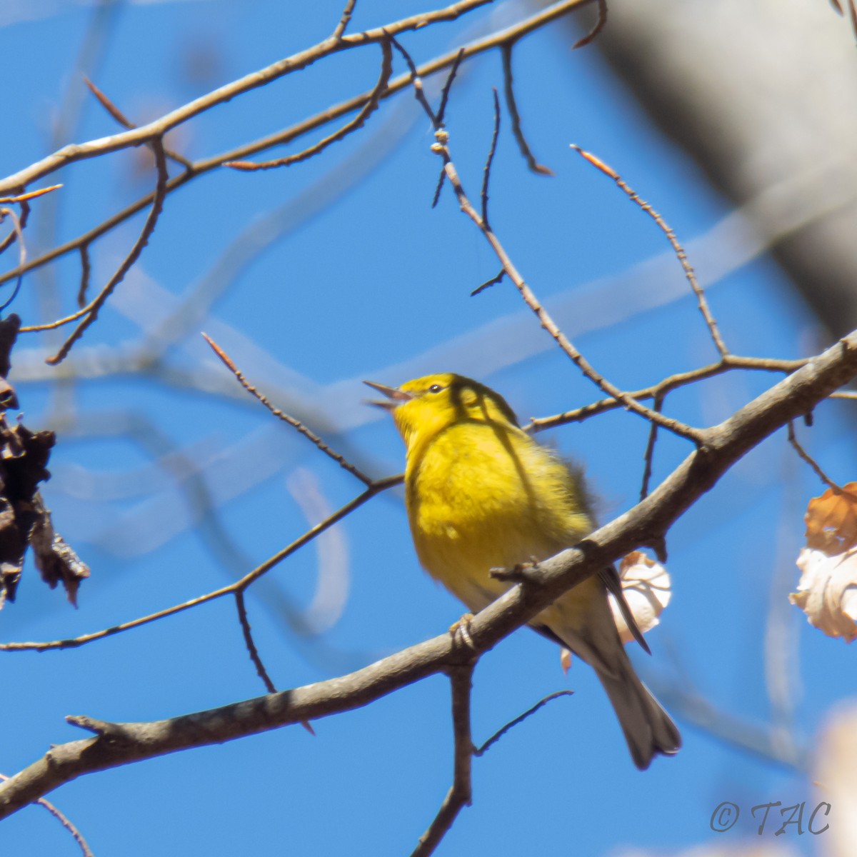 Pine Warbler - ML313287681