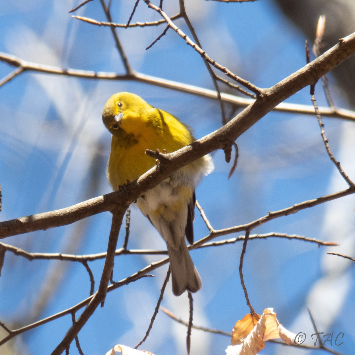 Pine Warbler - ML313287691