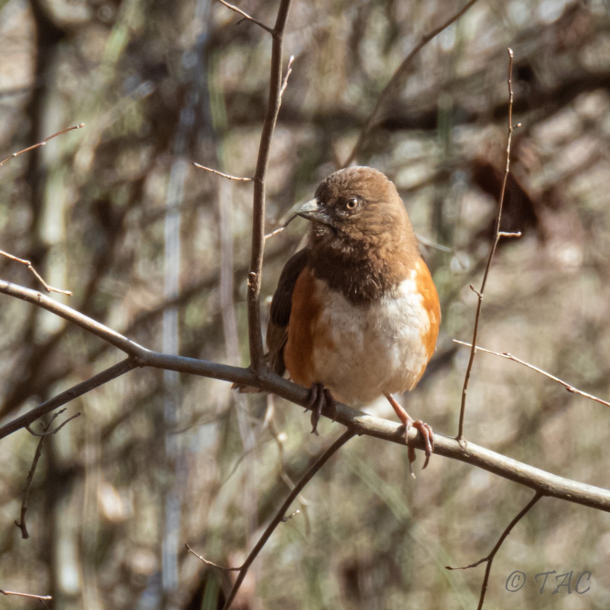 Eastern Towhee - ML313287781