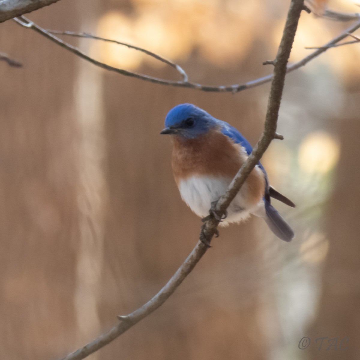 Eastern Bluebird - ML313287831