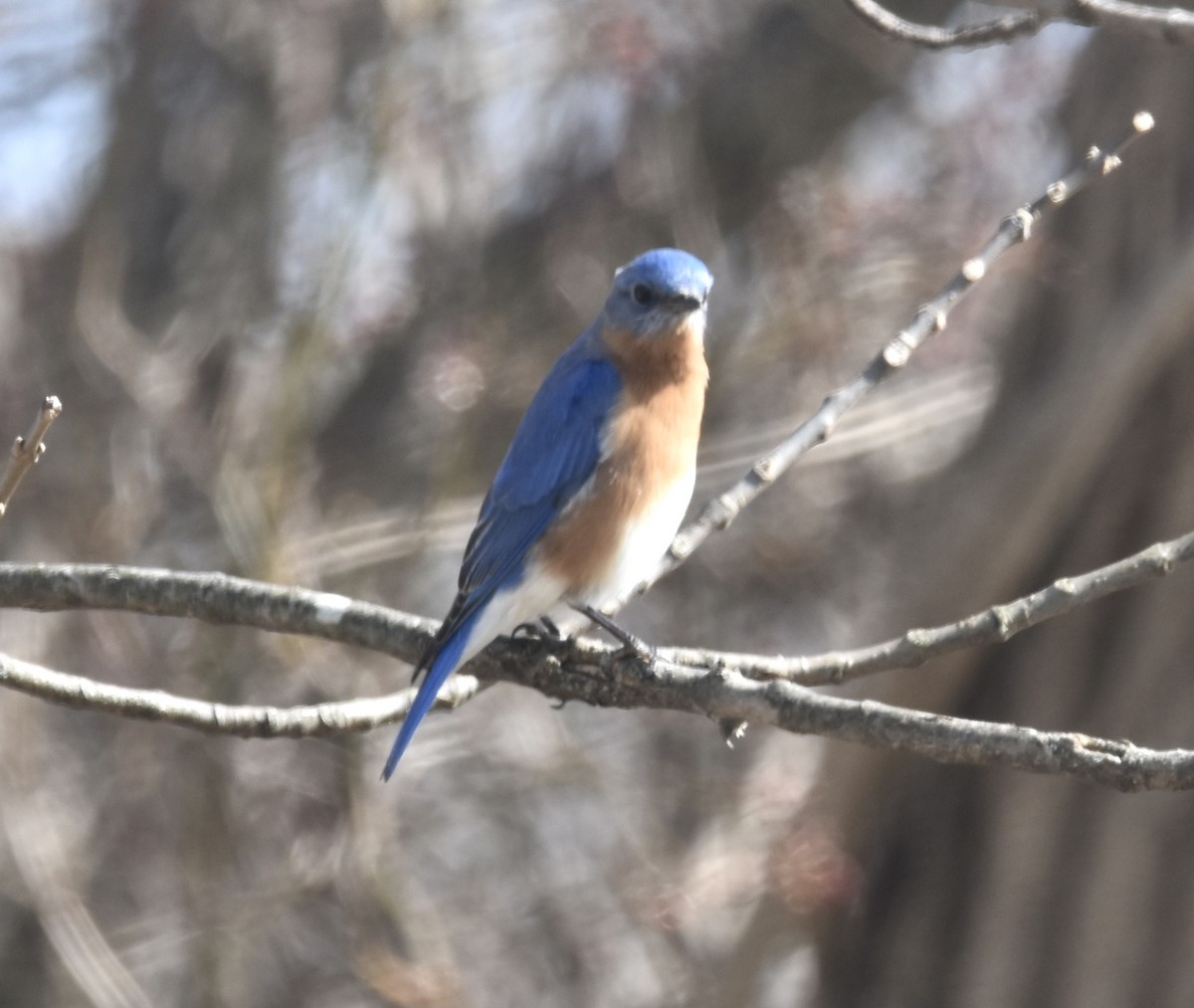 Eastern Bluebird - Debbie Crowley