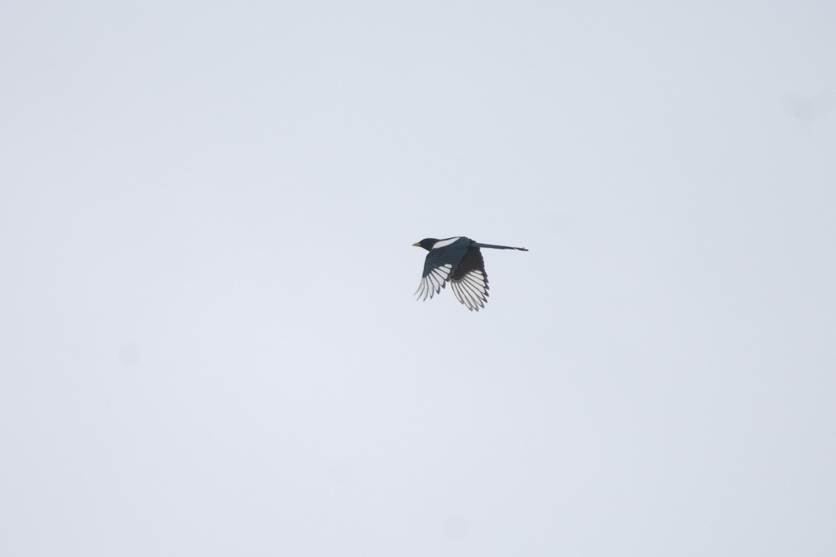 Yellow-billed Magpie - ML313288501