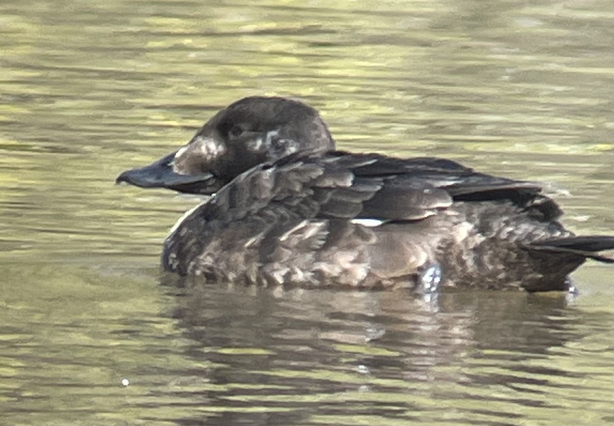 White-winged Scoter - ML313288701