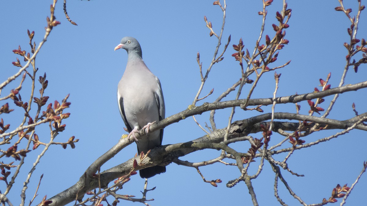 Pigeon ramier (groupe palumbus) - ML313288851