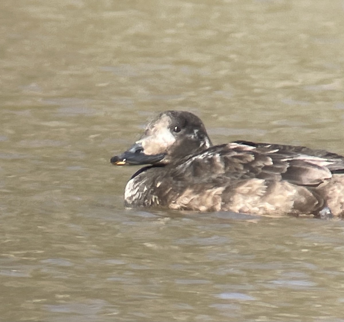 White-winged Scoter - ML313289051