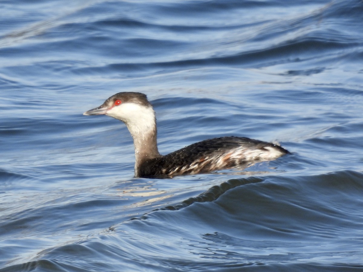 Horned Grebe - ML313289071